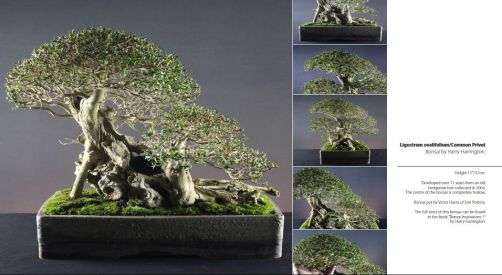 bonsai book